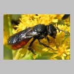 Sphecodes albilabris - Blutbiene 10 12mm.jpg